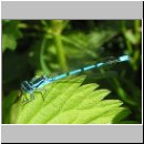 Coenagrion puella - Hufeisen-Azurjungfer m03.jpg